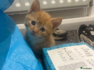 Mixed Breed cats - Advert 33