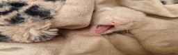 Ferret rodents for sale: Ferret in Haverfordwest - Advert 4