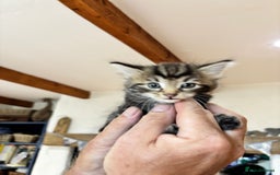 Domestic Shorthair cats for sale: Adorable Kittens - 4 available. Grey & Tabby - Image 11