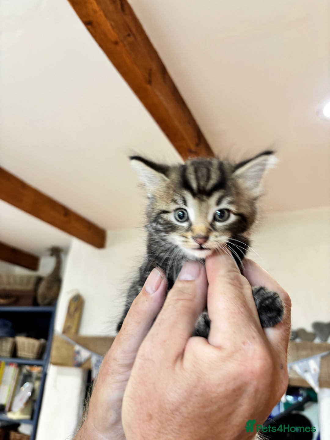 Domestic Shorthair cats for sale: Adorable Kittens - 4 available. Grey & Tabby - Image 11
