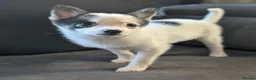 Pomsky dogs for sale: Stunning F3 Pomsky Puppies! - Advert 25