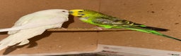 Budgerigars birds for sale: Budgies for sell - Advert 1