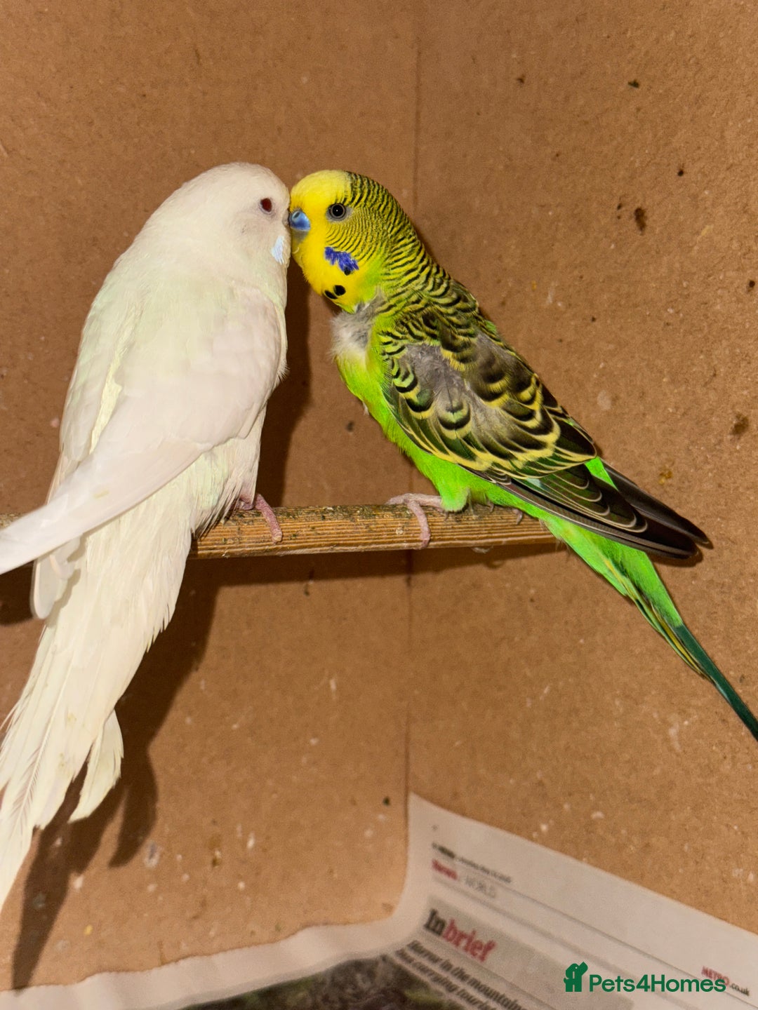 Budgerigars birds for sale: Budgies for sell - Advert 1