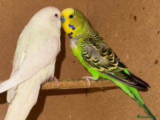 Budgerigars birds Budgies for sell - Advert 1