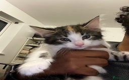 American Shorthair cats for sale: Playful Kittens Looking for Forever Homes - Image 7