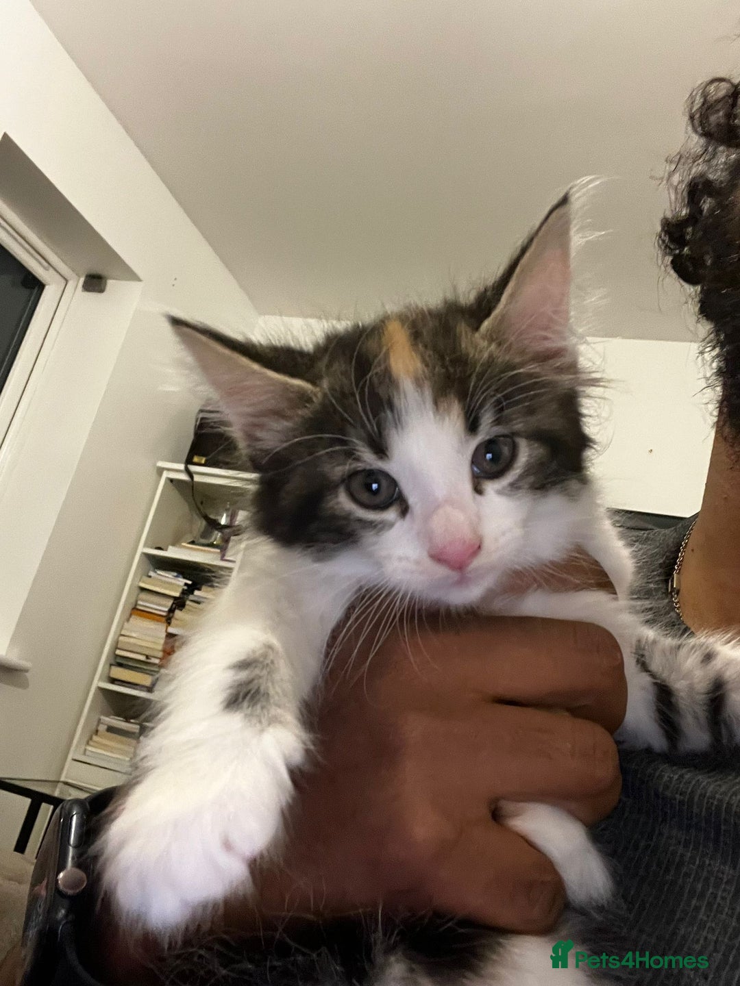 American Shorthair cats for sale: Playful Kittens Looking for Forever Homes - Image 7