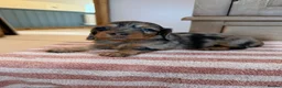 Miniature Dachshund dogs for sale: KC Long Haired Miniature Dachshund Puppies - Advert 10