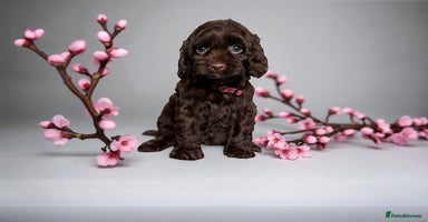 Cockapoo dogs - Advert 2