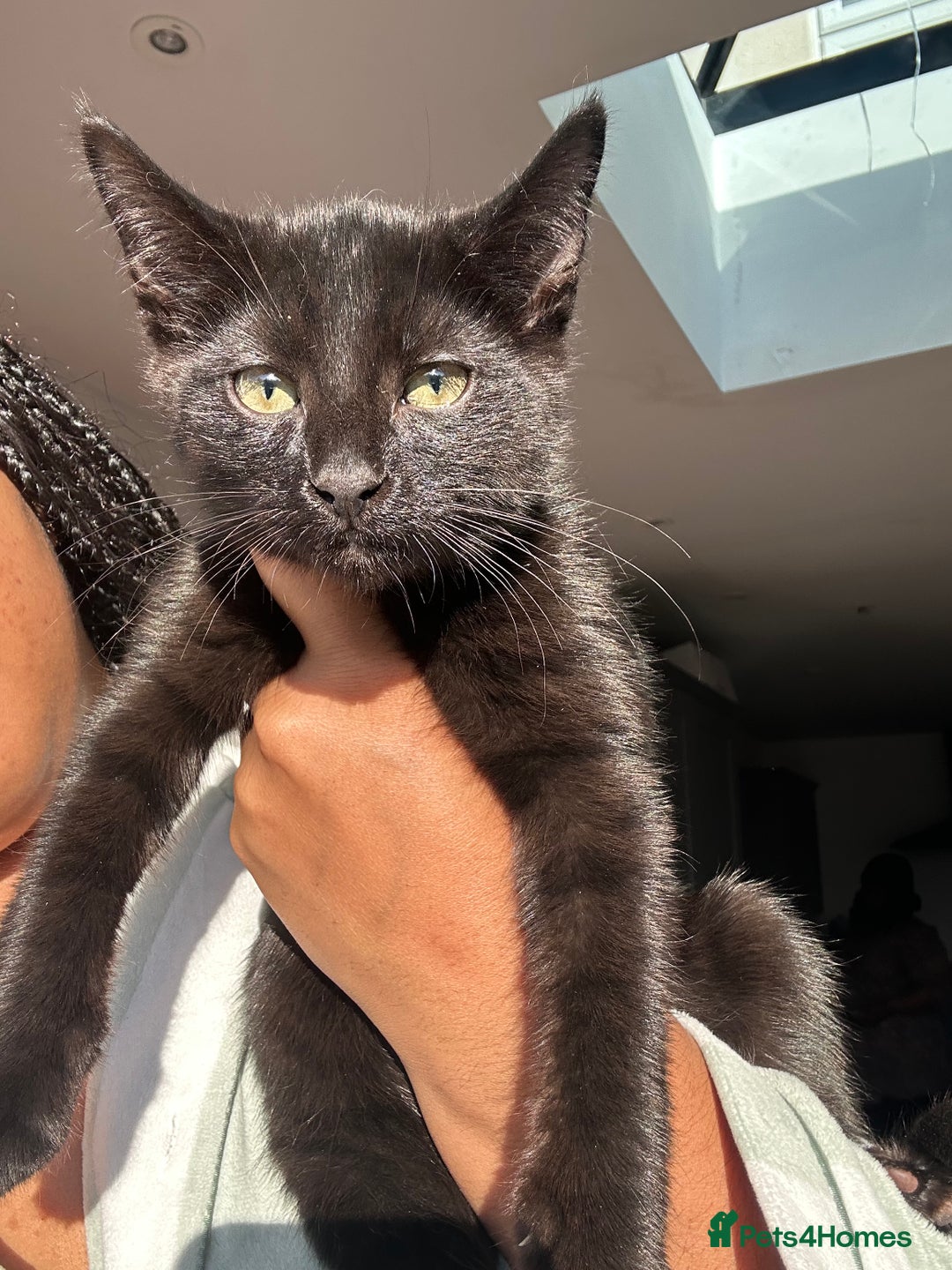 Bombay cats for sale: Adorable Kittens for Sale — Born on 18/08/2025 - Advert 8