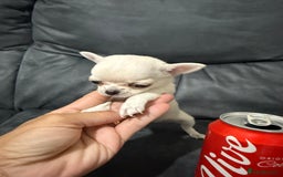 Chihuahua dogs for sale: Female chihuahua  - Image 2