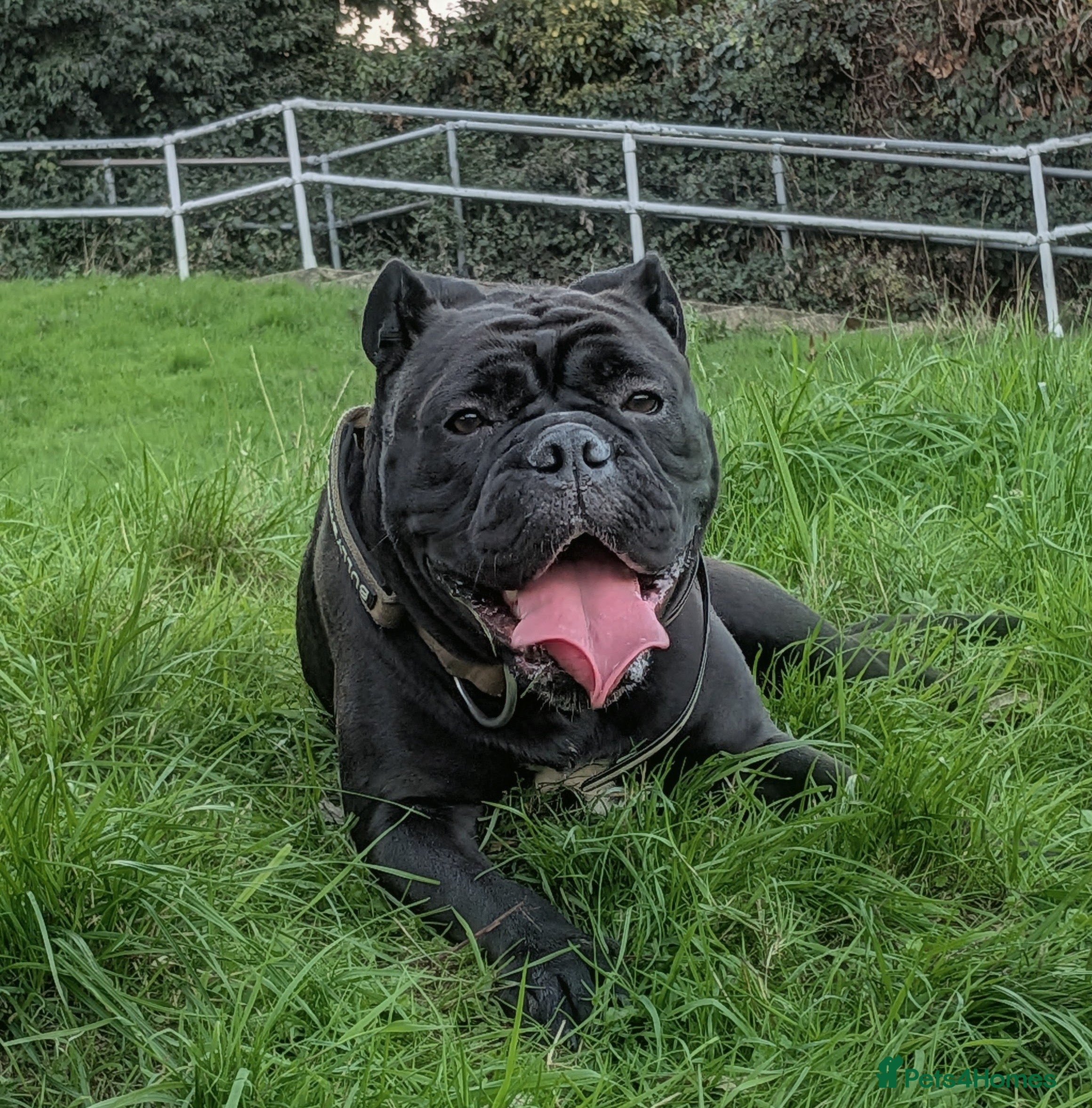 Olde English Bulldogge dogs Olde English bulldog - Advert 10