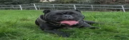 Olde English Bulldogge dogs for sale: Olde English bulldog - Advert 1