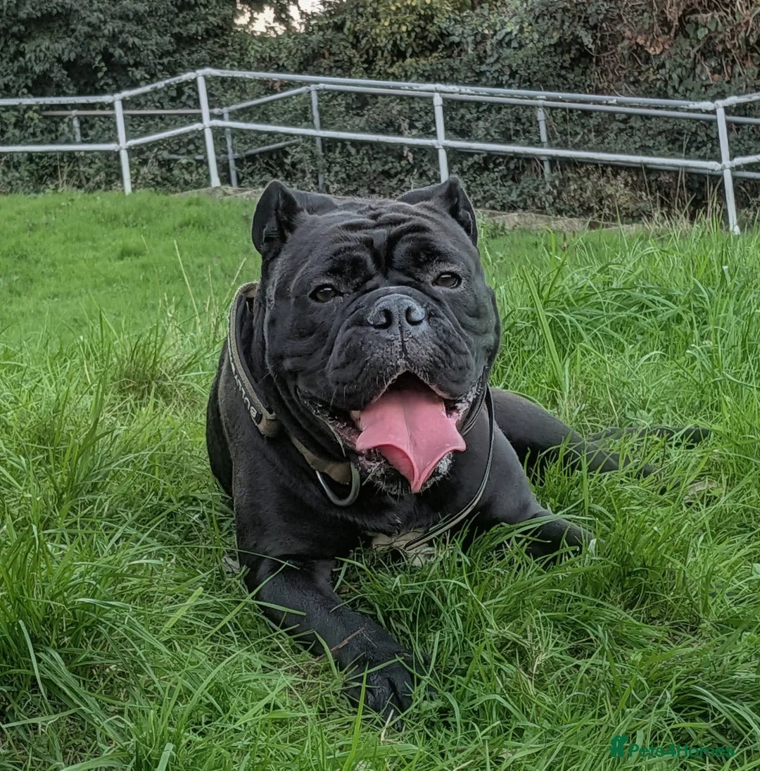Olde English Bulldogge dogs for sale: Olde English bulldog - Advert 1