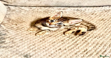 Savannah cats - Advert 4