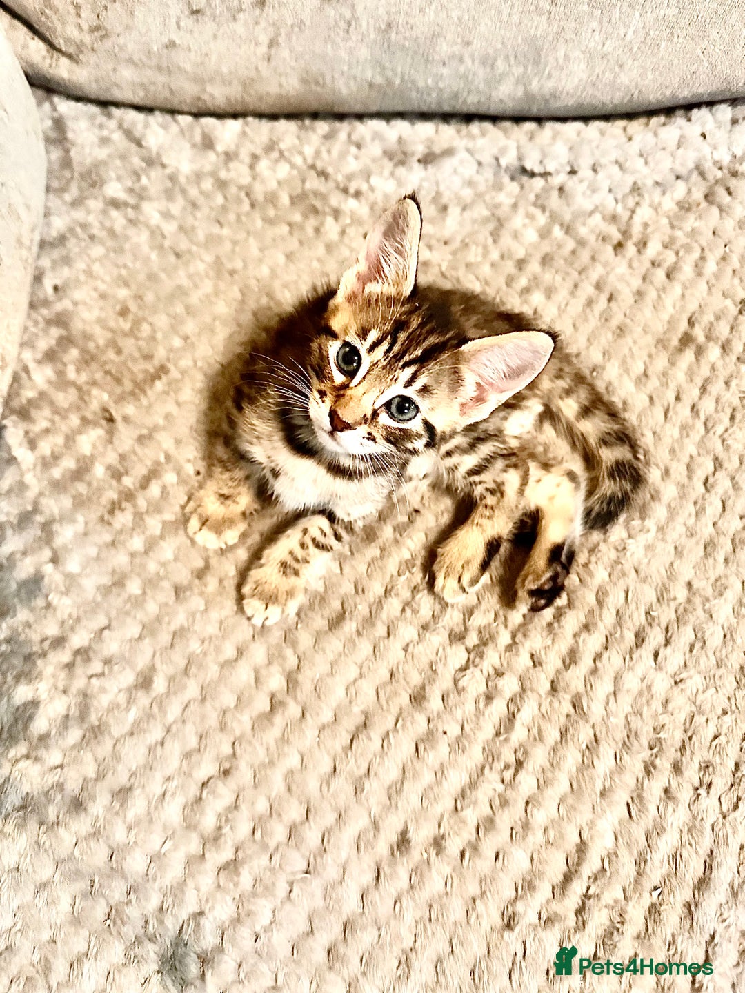 Savannah cats for sale: F4 Savannah kittens  - Advert 16