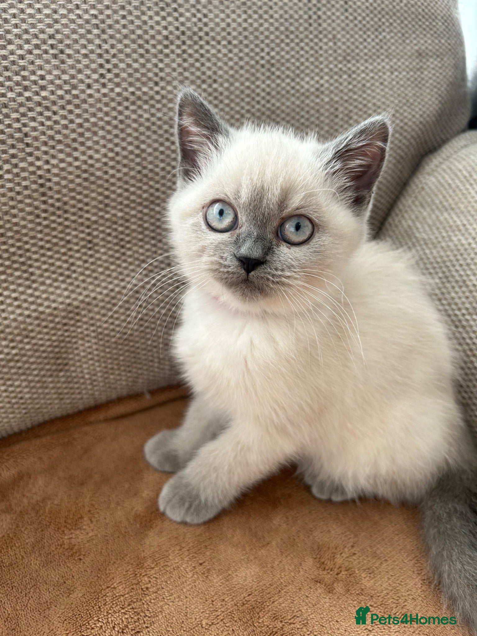 British Shorthair cats British shorthair Colorpoint kittens - Advert 11