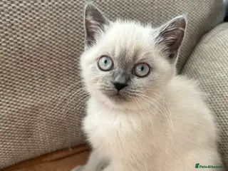 British Shorthair cats British shorthair Colorpoint kittens - Advert 11