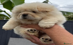 Chow Chow dogs for sale: 🧸🧸Beautiful litter of chow chow puppies🧸🧸 - Image 13