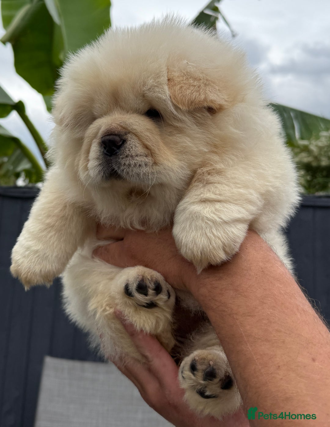 Chow Chow dogs for sale: 🧸🧸Beautiful litter of chow chow puppies🧸🧸 - Image 13
