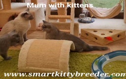 British Shorthair cats for sale: BSH Brother & sister READY NOW! GCCF reg.  in Lowestoft - Image 13