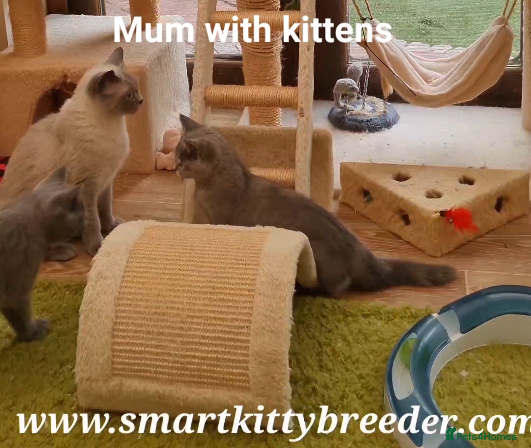 British Shorthair cats for sale: BSH Brother & sister READY NOW! GCCF reg.  in Lowestoft - Image 13