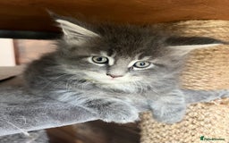 Maine Coon cats for sale: First Litter 6 Pure Maine Coon Kittens - Image 20
