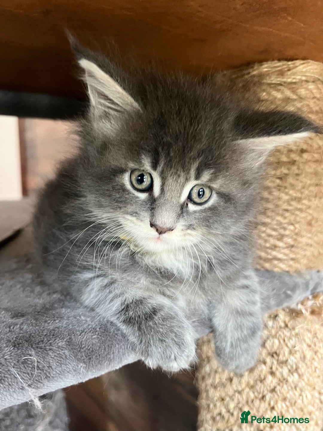 Maine Coon cats for sale: First Litter 6 Pure Maine Coon Kittens - Image 20