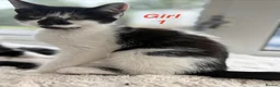 Mixed Breed cats for sale: Beautiful playful kittens looking for loving homes - Advert 6