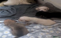 Mixed Breed dogs for sale: Gorgeous puppies looking for forever homes - Image 1