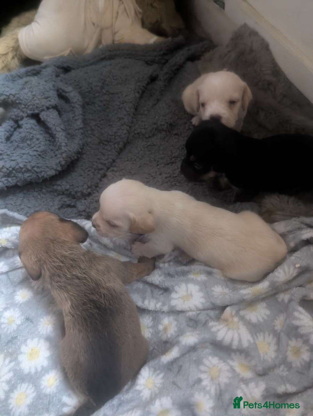 Mixed Breed dogs for sale: Gorgeous puppies looking for forever homes - Image 1