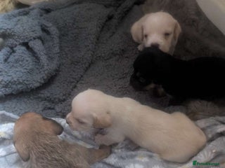 Mixed Breed dogs - Advert 3