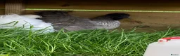 Chickens poultry for sale: SILKIE HENS &.Barbu d’Uccle,Pekin hatching eggs - Advert 3