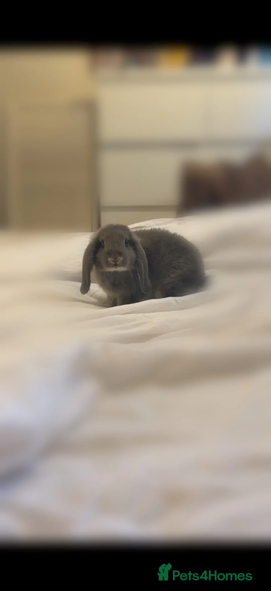 Mixed Breed rabbits for sale: Cross breed English Lop x Blue Vienna in Romford - Advert 1