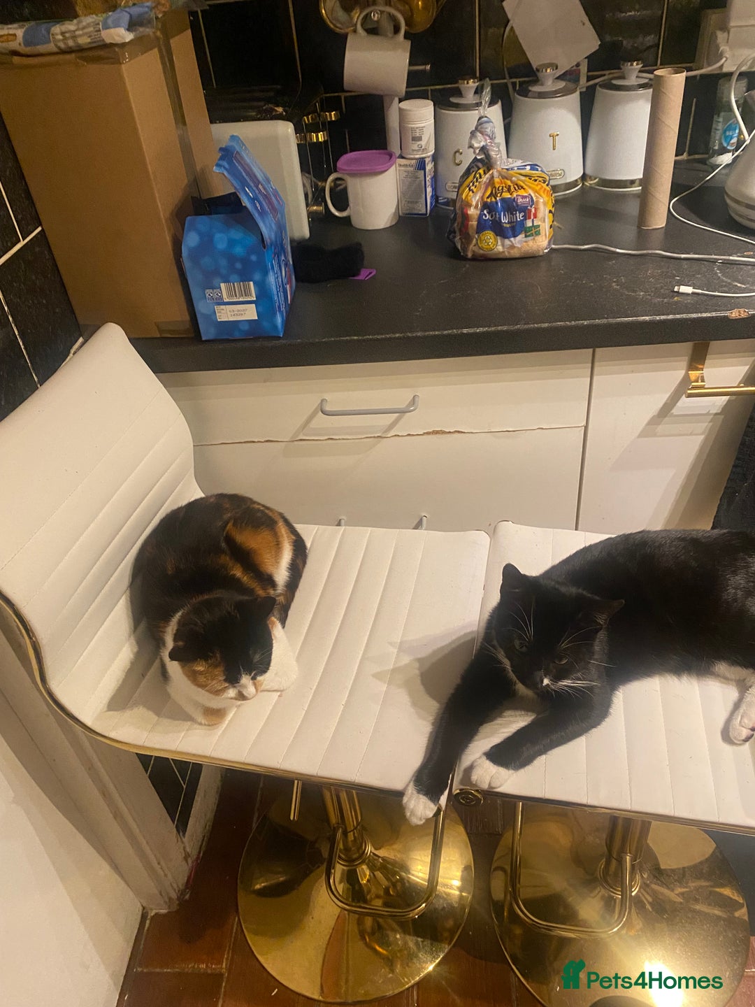 American Shorthair cats for sale: Lucky/clover - Advert 3