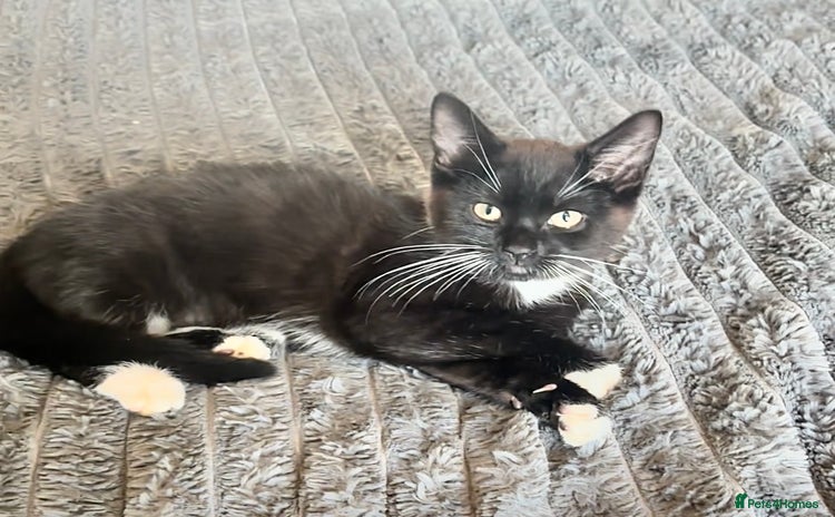 Mixed Breed cats - Advert 2