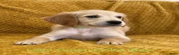 Golden Retriever dogs for sale: Quality litter of KC reg Golden Retriever puppies - Advert 19