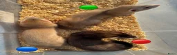 Ferret rodents for sale: 3 ferret kit hobs available - Advert 3