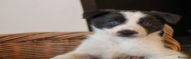 Border Collie Puppy 3