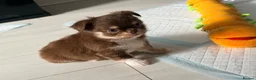 Chihuahua dogs for sale: Long coat chihuahua  - Advert 5