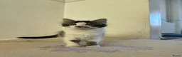 British Shorthair cats for sale: Cute British shorthair Kittens  - Advert 5
