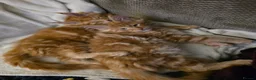 Maine Coon cats for sale: Five Beautiful Maine Coon Kittens - Advert 3
