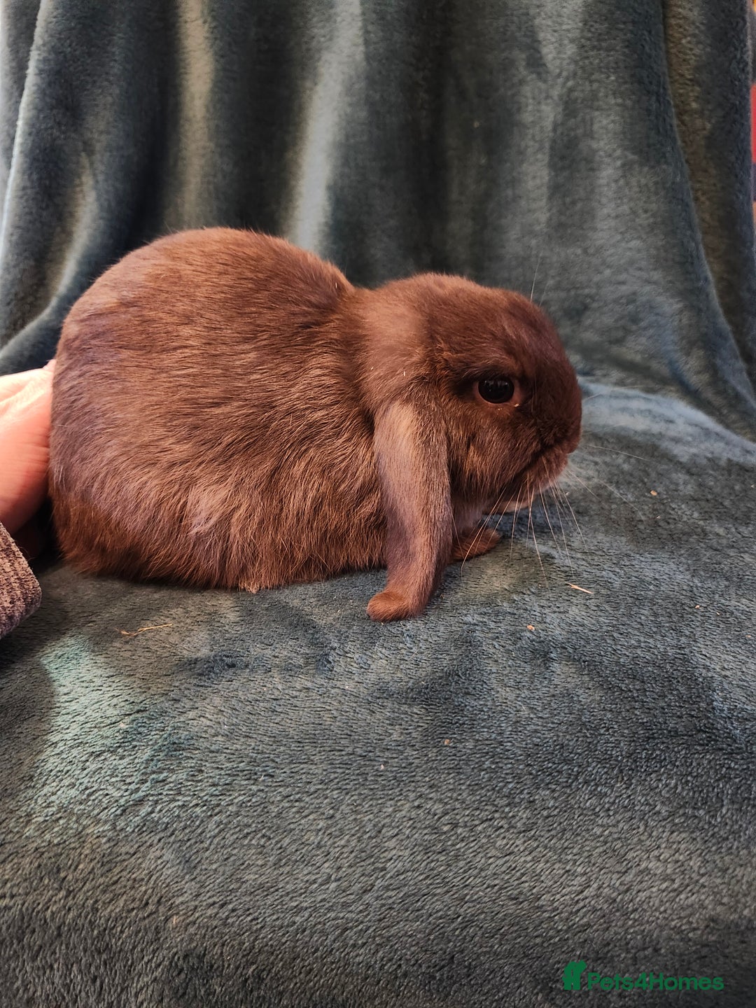 Mini Lion Lop rabbits for sale: Mini Lion lop, rew and blue point - Image 2