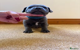 Staffordshire Bull Terrier dogs for sale: Gorgeous KC Reg/Health Tested Blue SBT Puppies - Image 21