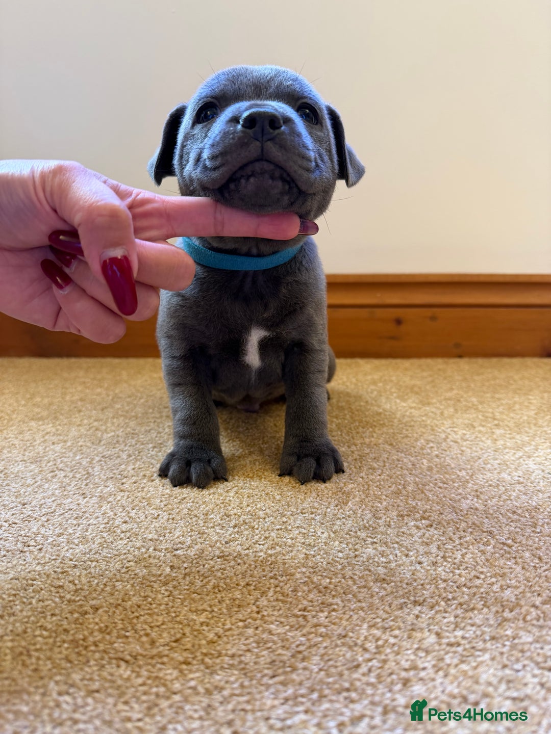 Staffordshire Bull Terrier dogs for sale: Gorgeous KC Reg/Health Tested Blue SBT Puppies - Image 21