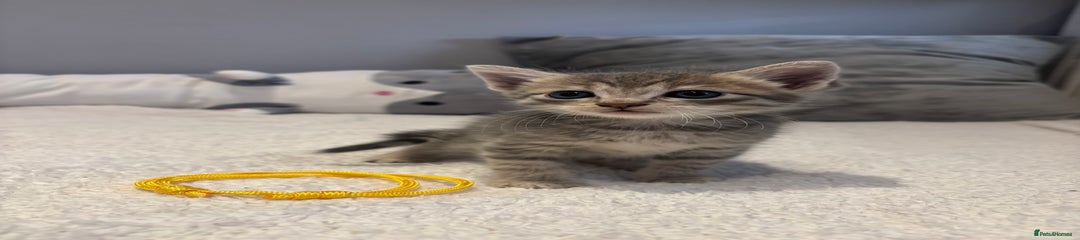 Savannah Kitten 2