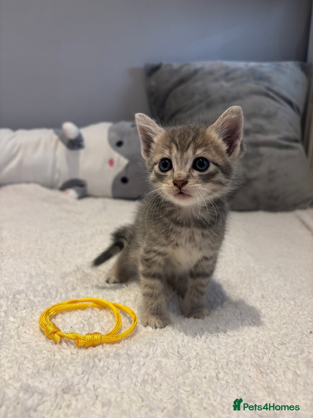 Savannah cats for sale: Savannah x kittens  - Image 3