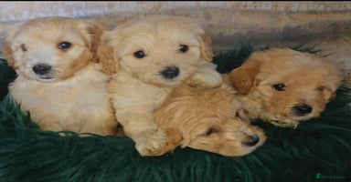 Maltipoo dogs - Advert 13