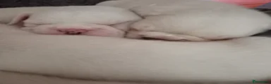 French Bulldog 3