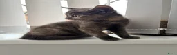 Mixed Breed cats for sale: Female cat grey  in Stoke-on-Trent - Advert 2