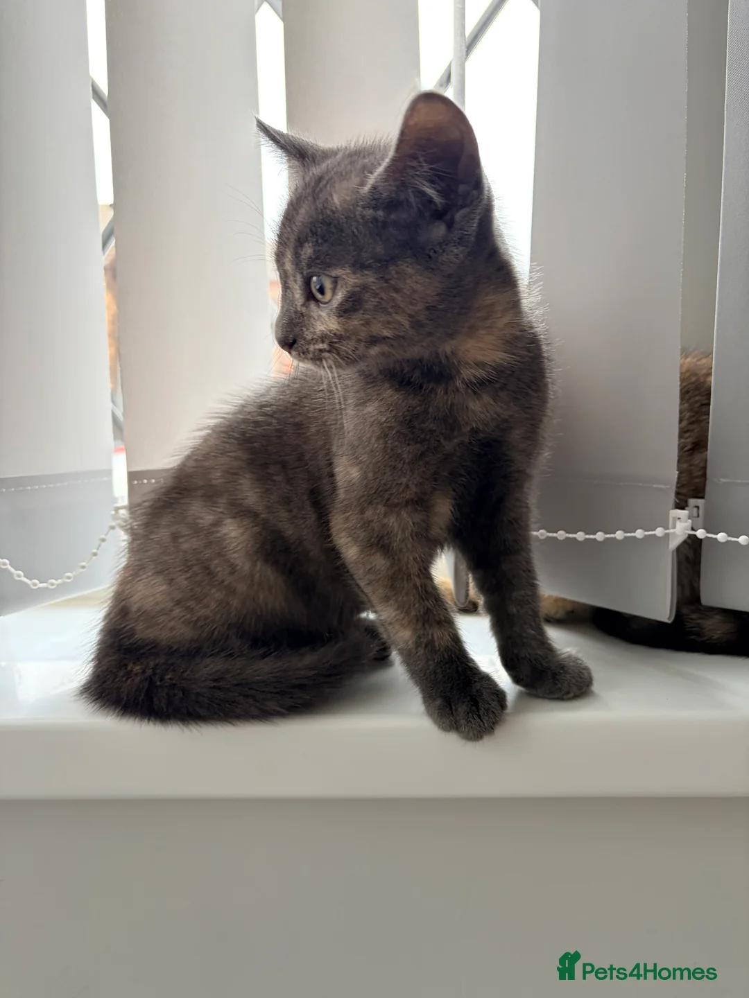 Mixed Breed cats for sale: Female cat grey  in Stoke-on-Trent - Advert 2